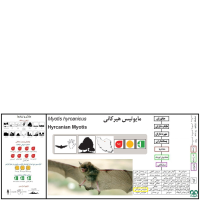 گونه خفاش مایوتیس هیرکانی  Hyrcanian Myotis 